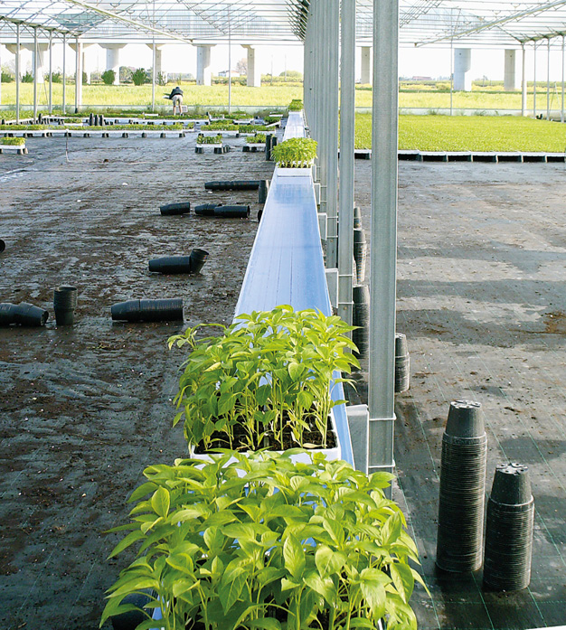 fixed modular conveyor belts for greenhouses