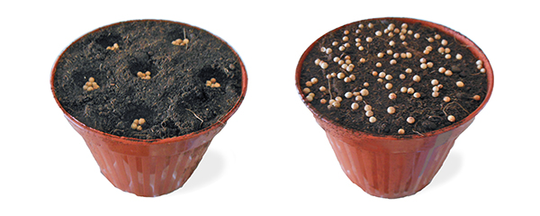 SEMPOT esempi di semina in vaso URBINATI